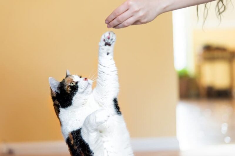 Calico cat standing up on hind legs_Andriy Blokhin_shutterstock (2)