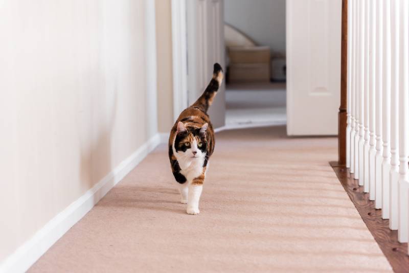 Calico cat walking on carpet floor in home room by railing stairs hall hallway of house by bedrooms