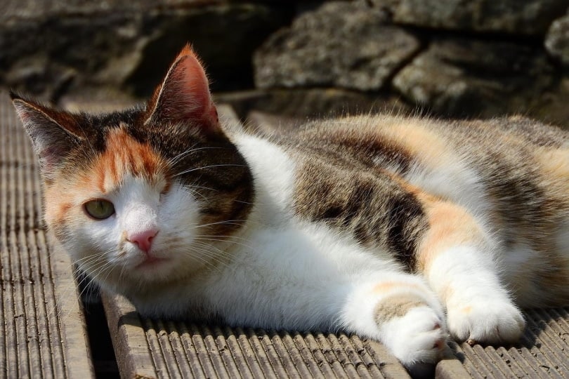 Calico cat with one eye
