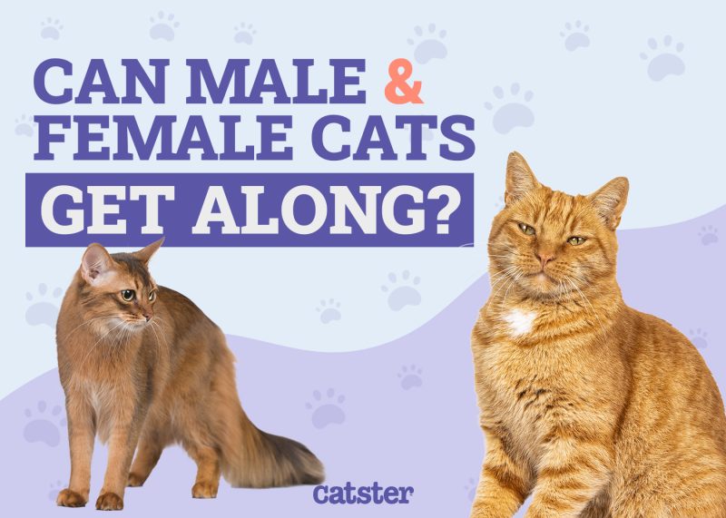 Can Male and Female Cats Get Along