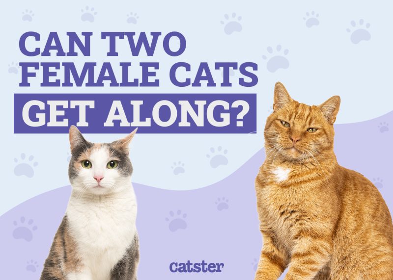 Can Two Female Cats Get Along