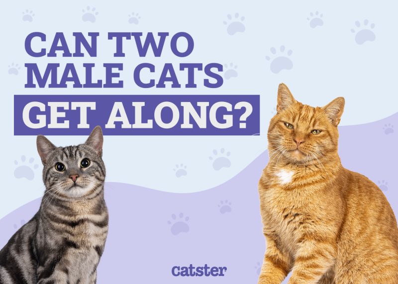 Can Two Male Cats Get Along