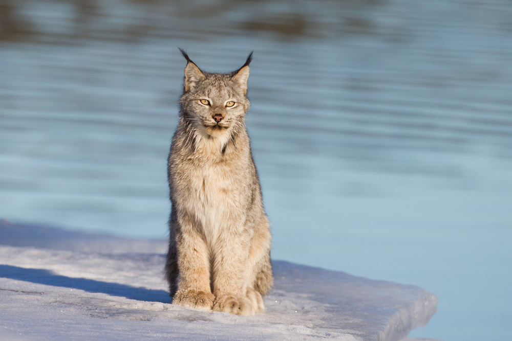 Canadian Lynx