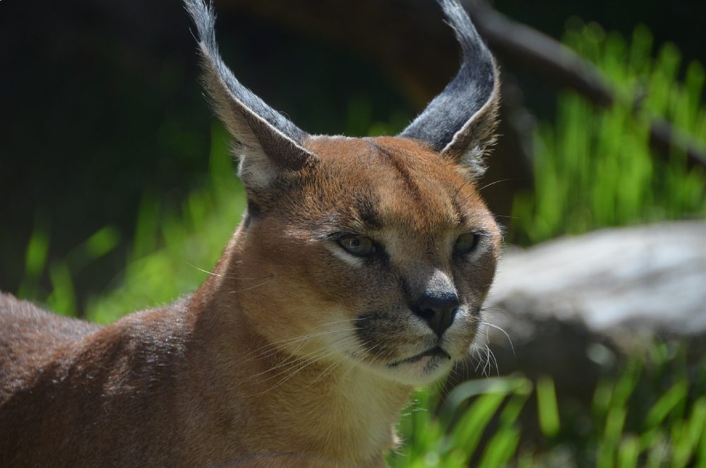 Caracal Wild Cat with ear tuft face close up