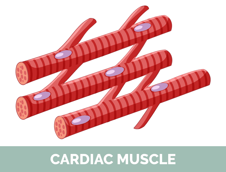 Cardiac Muscle in Cats