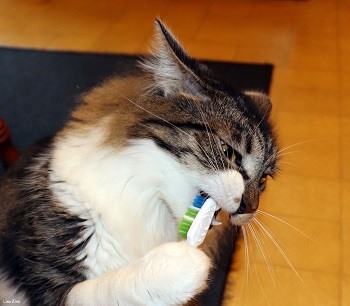 Cat Brushing Teeth