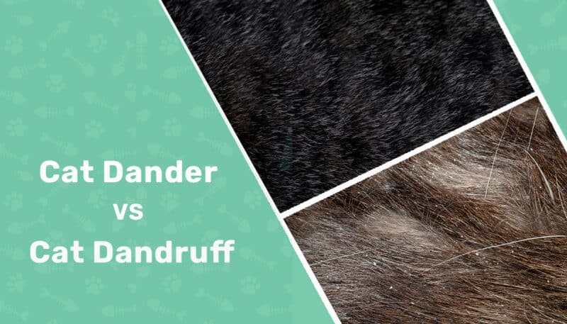 Cat Dander vs Cat Dandruff