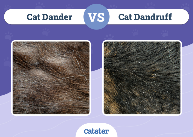 Cat Dander vs Dandruff Side By Side