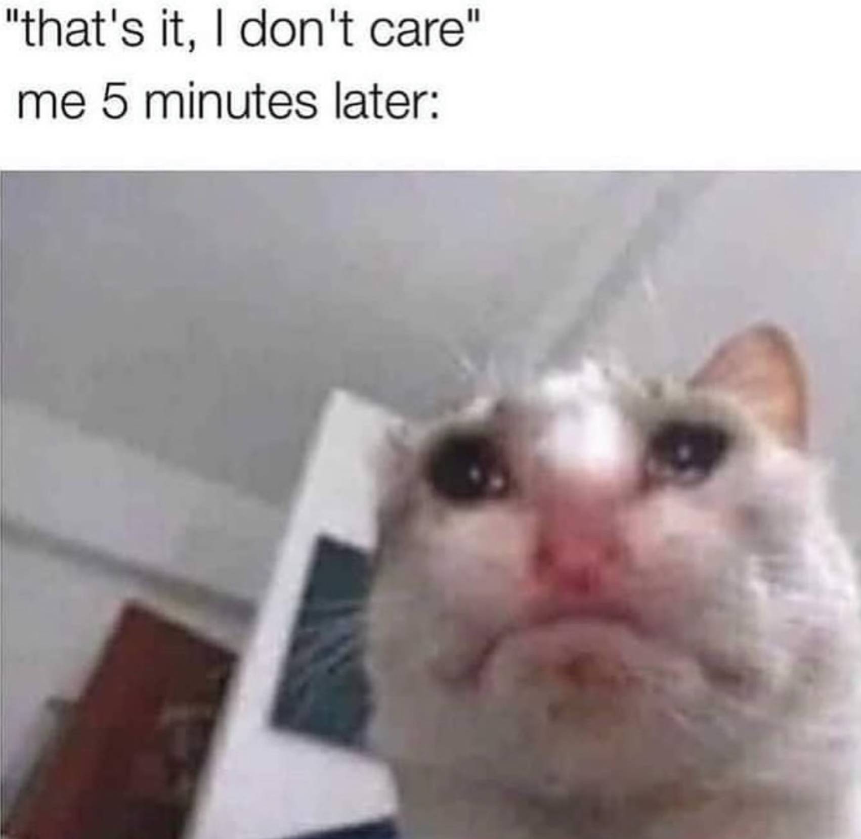 Cat Does Care