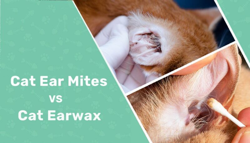 Cat Ear Mites vs Cat Earwax