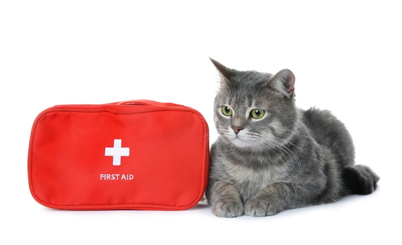 Cat First Aid Kit