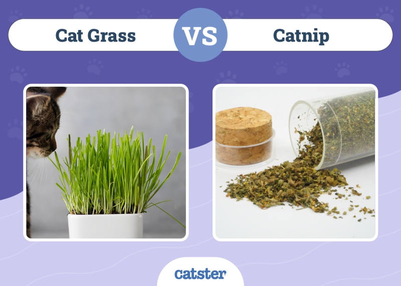 Cat Grass vs. Catnip