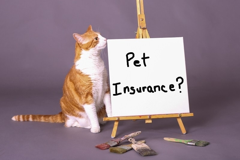 Cat Insurance signboard
