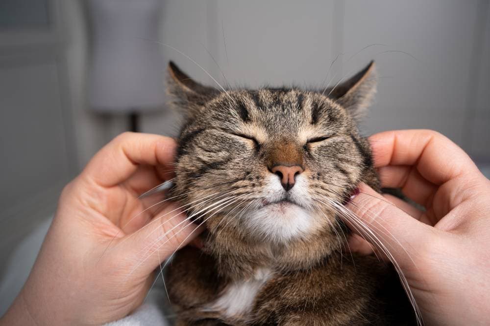 Cat Massage