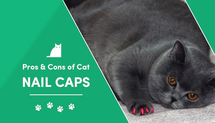 cat nail caps2