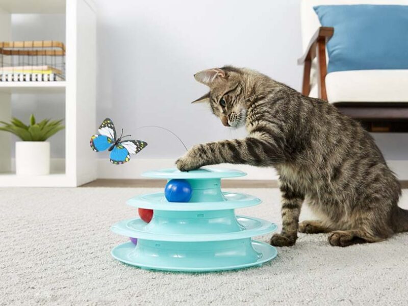 Cat Playing Frisco Cat Tracks Butterfly Cat Toy