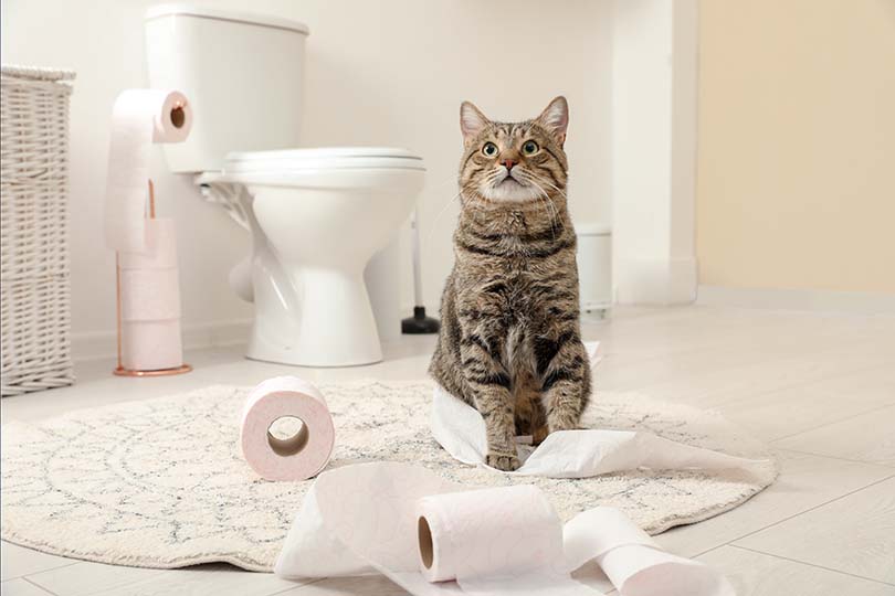 Cat Playing Tissue
