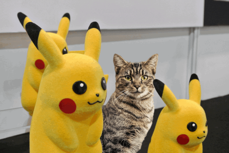 cat with pikachus