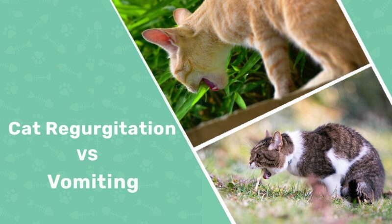Cat Regurgitation vs Vomiting