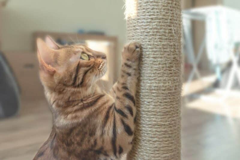 Cat scratching post sisal rope