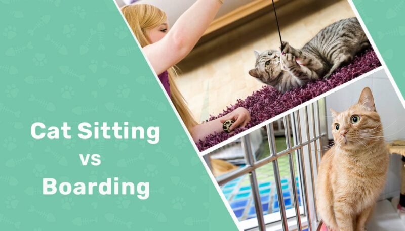 Cat Sitting vs Boarding