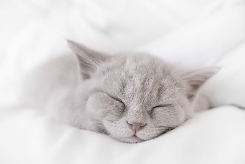 Cat Sleep on Bed