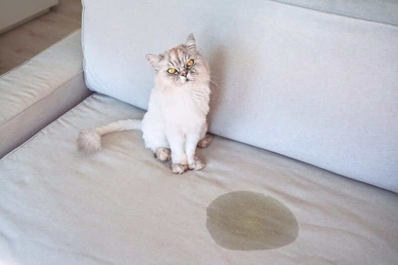 Cat Stain in Couch