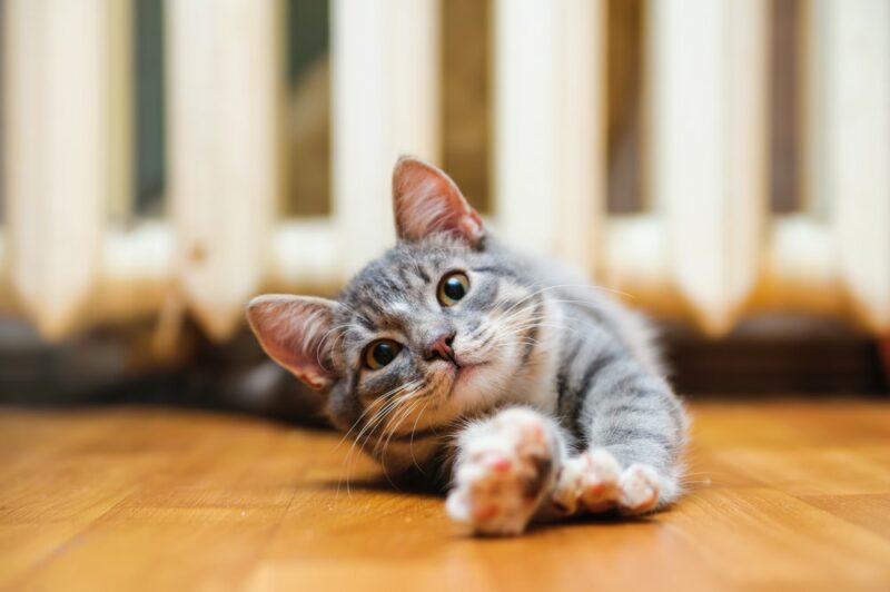 Why Is My Cat Scratching the Floor 3 Likely Reasons FAQ Catster