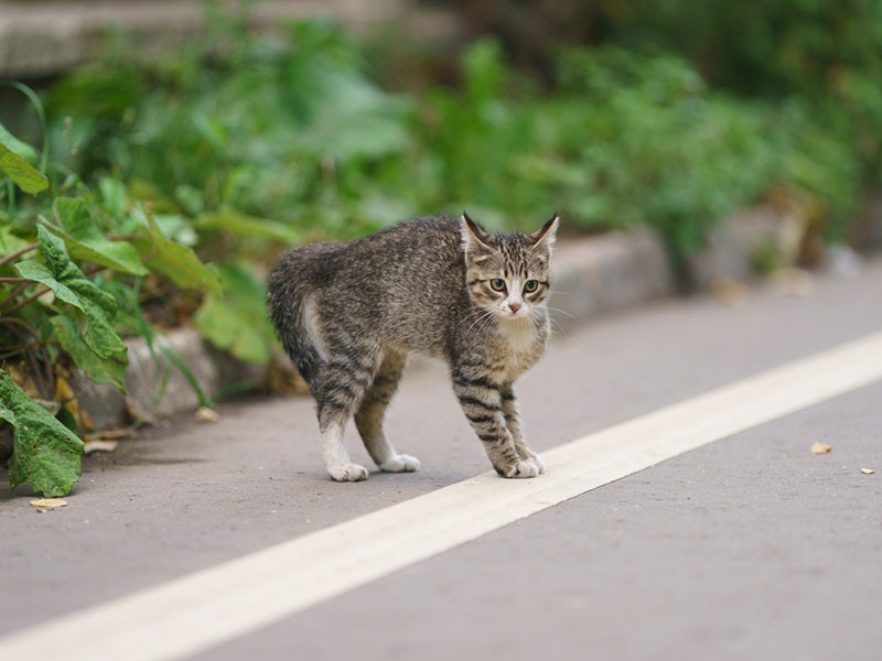 Cat Tail Puff Angry Scared_