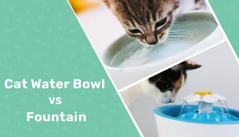 Cat Water Bowl vs Fountain