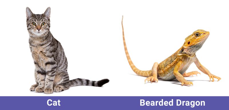 Cat and Bearded Dragon side by side