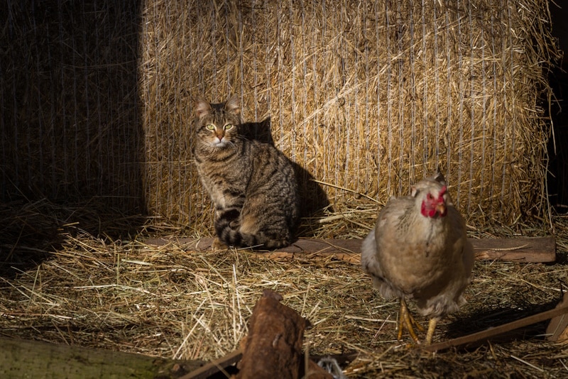 Cat and chicken in a barn