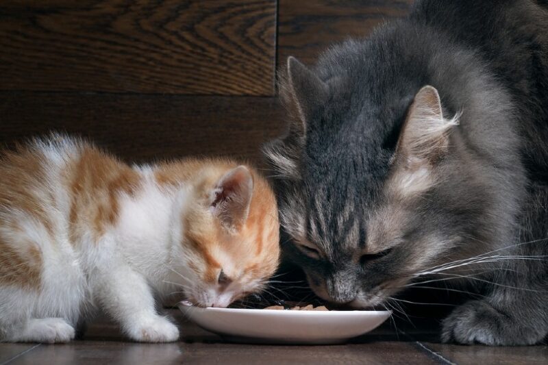 Cat and kitten together eating cat food