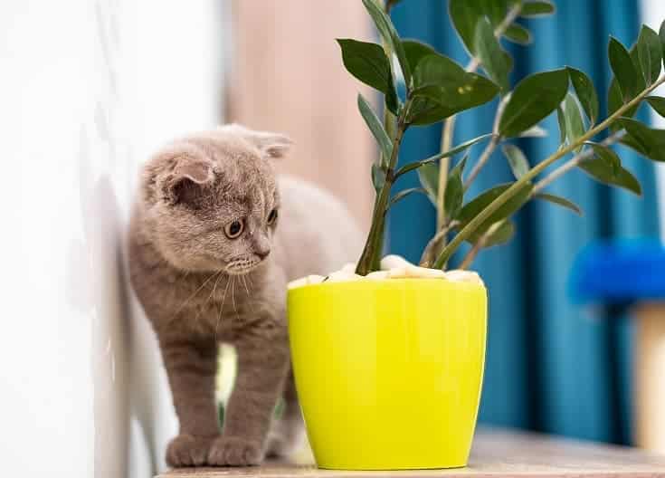 Cat and plants_shutterstock_Stenko Vlad