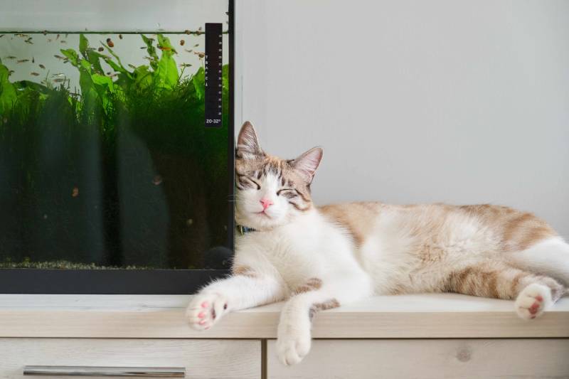 Cat asleep against the fish tank at home