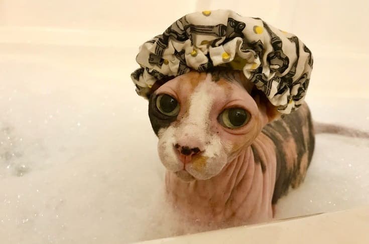 Cat bath time