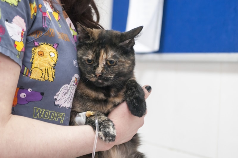 Cat blood donor being held by owner