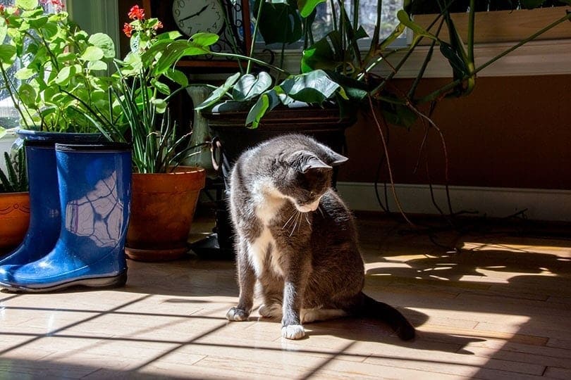 Cat chasing its tail