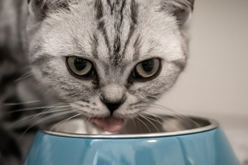 Cat drinking from a blue bowl