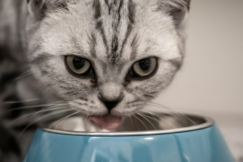 https://www.catster.com/wp-content/uploads/2023/11/Cat-drinking-from-a-blue-bowl_birgl_Pixabay-800x533.jpg