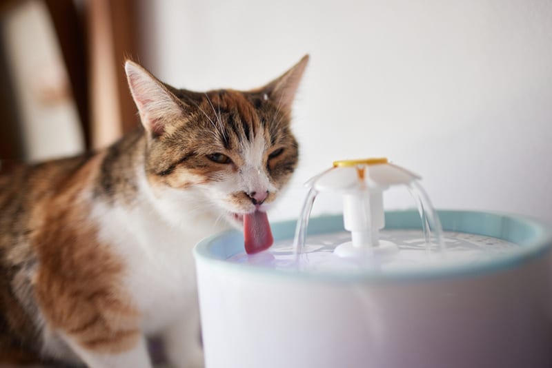 Cat drinking water fountain