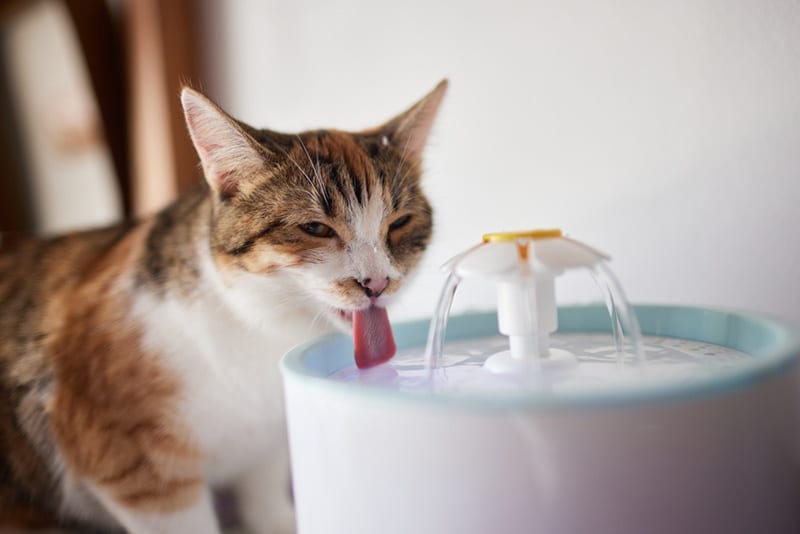 How often should you change your pet's water?