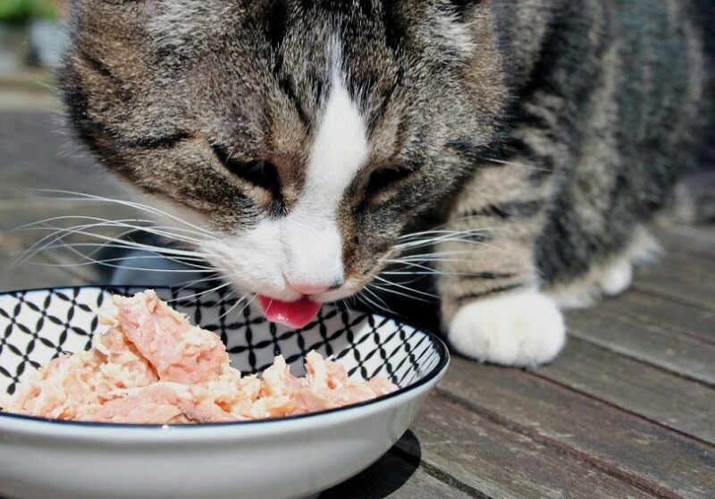 Cat eating fresh cat food