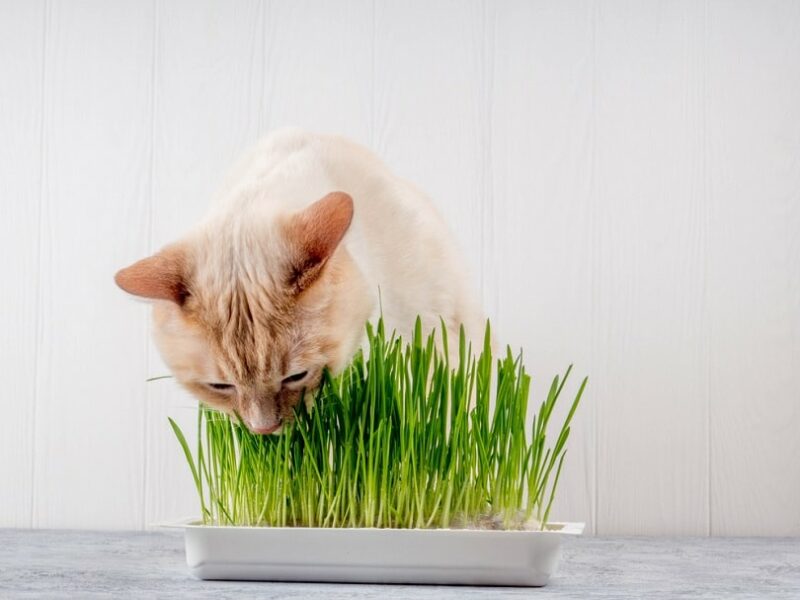 Cat eating fresh green grass