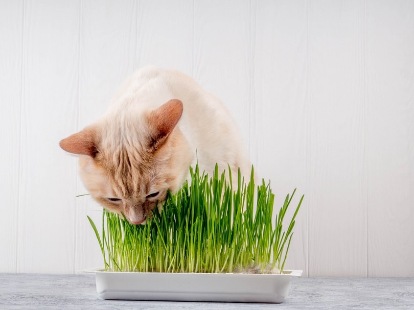Cat eating fresh green grass