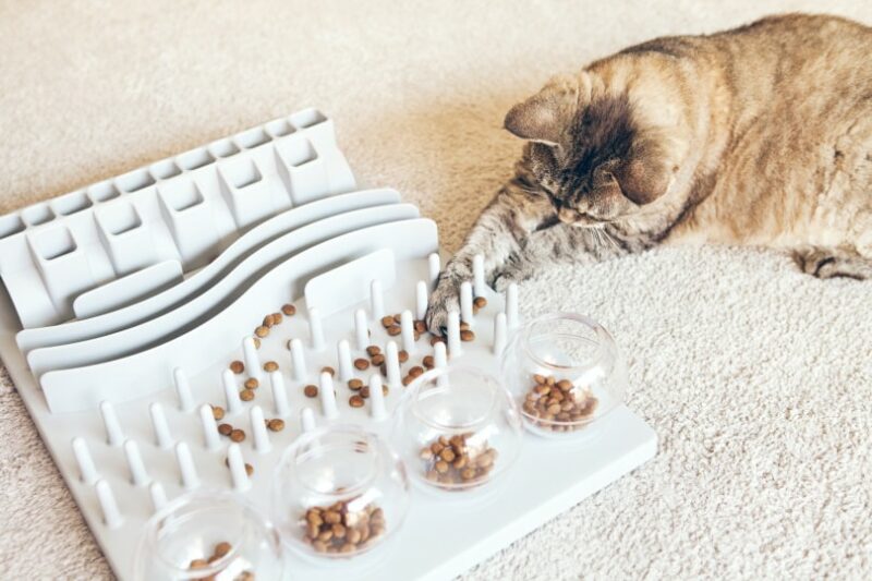 6 DIY Cat Puzzle Feeders