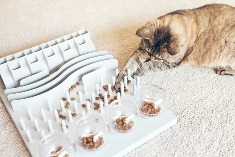 How to make a homemade food puzzle for your cat