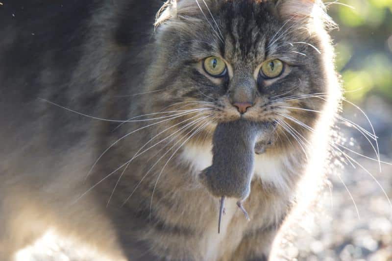 Cat eating mouse