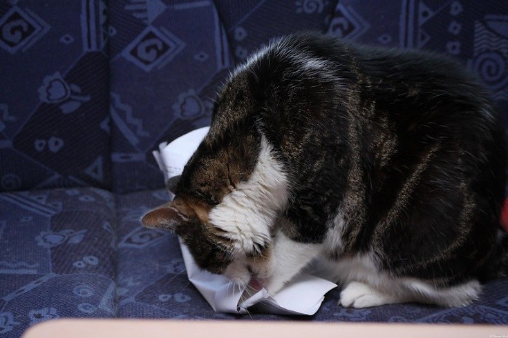 Cat eating paper