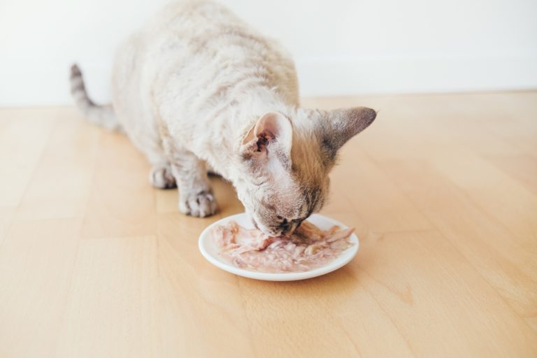 Can Cats Eat Potato Chips? VetVerified Nutrition & Health Advice Catster